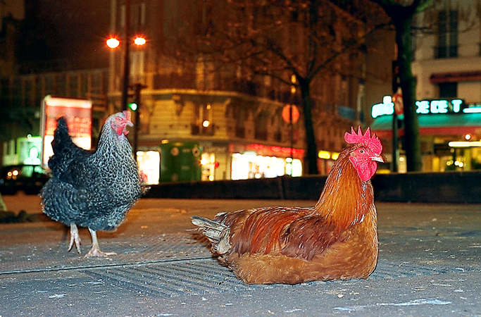 Two chickens on a sidewalk in front of gare de l’Est at night.