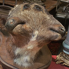 A two-headed goat in an antique shop window.