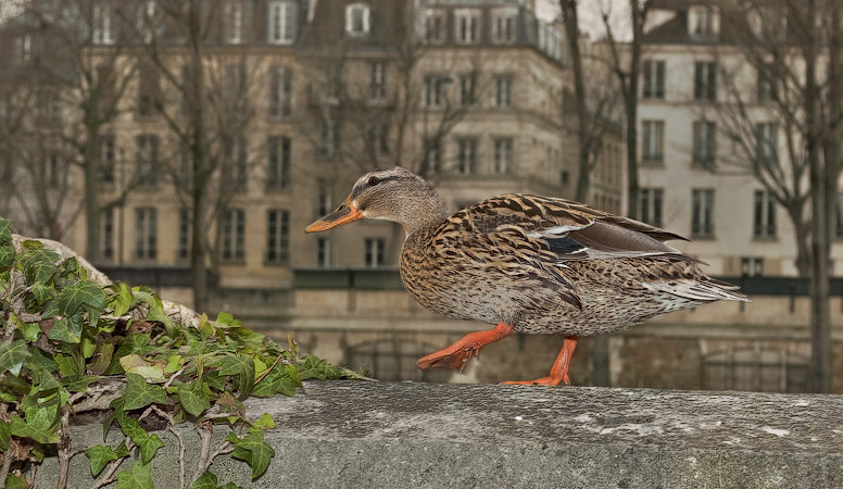 A female duck on a quay-side wall on île de la Cité.
