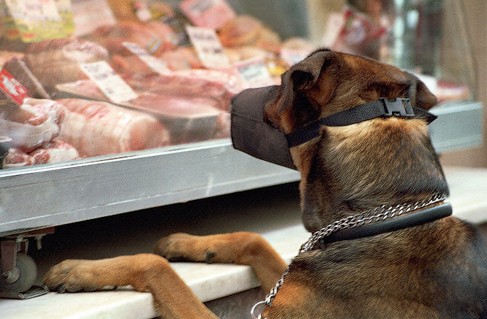 A dog in front of a meat market on île Saint-Louis.