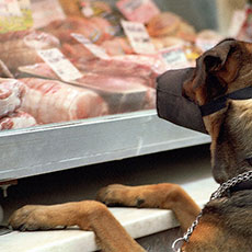 Un chien muselé devant une boucherie sur l’île Saint-Louis.