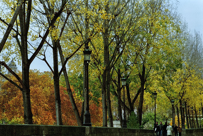 Fall foliage on trees along quai d’Anjou on île Saint-Louis.