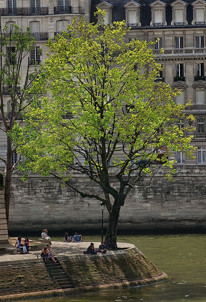The tree at the western tip of île Saint-Louis.