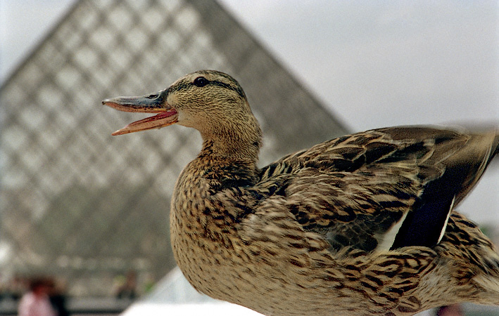 A duck standing on a wall in front of the Louvre Museum’s Great Pyramid.