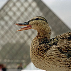 A duck standing on a wall in front of the Louvre Museum’s Great Pyramid.