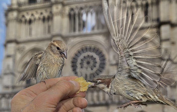 Two sparrows on a man’s hand eating brioche in front of Notre-Dame Cathedral.