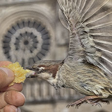 Two sparrows on a man’s hand eating brioche in front of Notre-Dame Cathedrale.