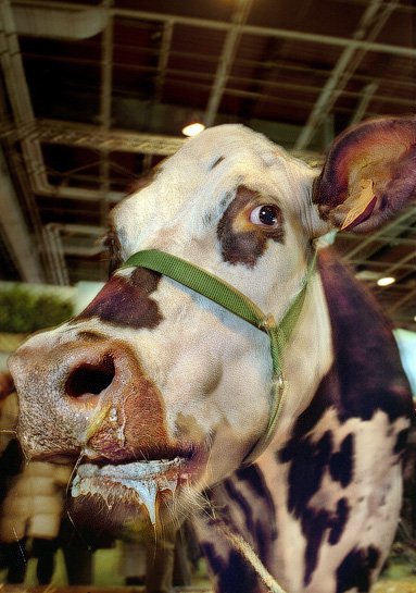 Une vache au Salon de l’Agriculture à la Porte de Versailles.