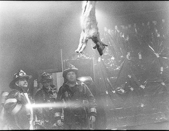 Boston firemen looking at a goat hanging from the ceiling at the Boston Film & Video Foundation after a performance by Joe Coleman.