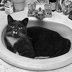 A cat in a bathroom sink in Somerville.