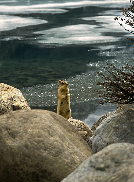 Un écureuil d’une espèce vivant au sol se dresse parmi les rochers qui bordent les berges du Lac Louise.