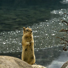 A ground squirrel peers out from the rocks surrounding Lake Louise