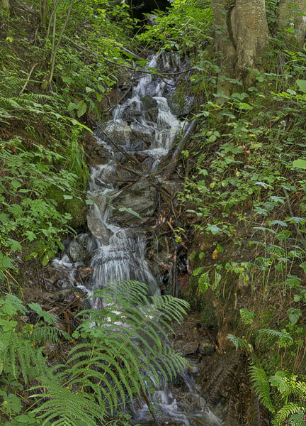 A stream surrounded by trees and ferns running down a hillside in Vignec
