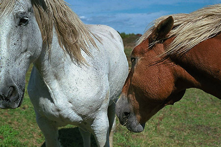 Deux chevaux dans le village de West Stockbridge, Massachusetts.