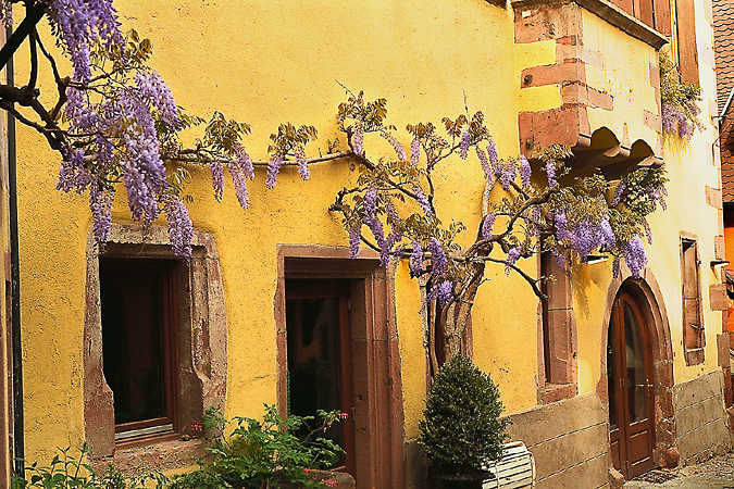 Krypande wisteria pryda en genomdränka gult mur i Guebwiller
