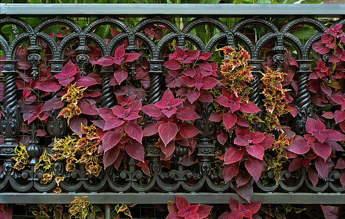 Red-leaved coleus intertwined in a wrought-iron fence in Boston’s South End.