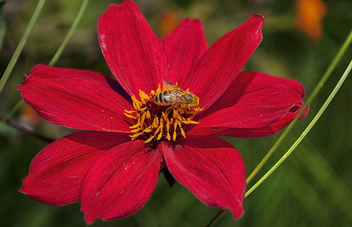 A bee covered with pollen on a red flower in the Luxembourg Gardens.
