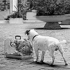 Un chat dans une cage menacé par un chien.