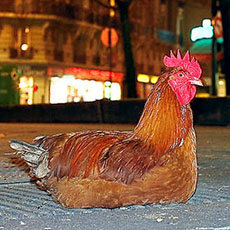 Two chickens on a sidewalk in front of gare de l’Est at night.