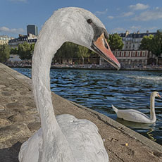 A swan near the bottom of the access ramp on quai de Bourbon that leads to the River Seine.