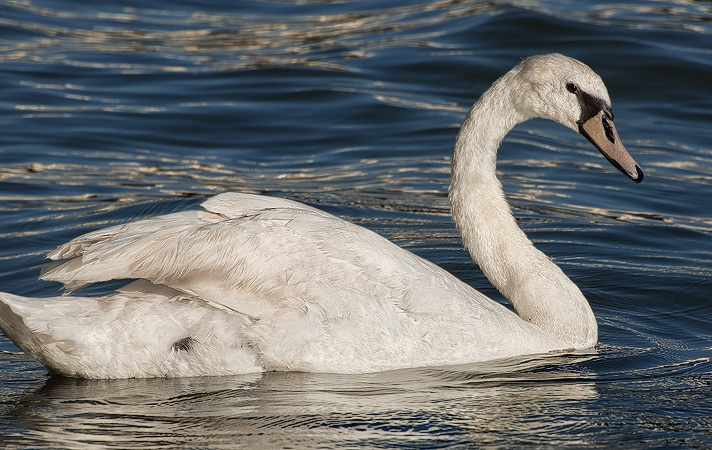 A swan in the River Seine next to île Saint-Louis.