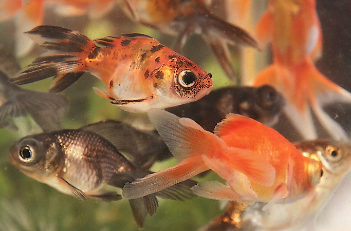 Des poissons rouges dans un aquarium au Marché aux Oiseaux.