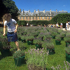 Place des Vosges planted with pots of lavender plants.