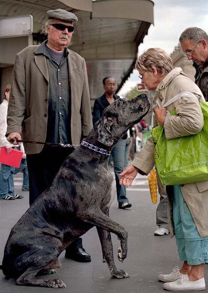 Un homme avec son Dogue Allemand énorme sur la rue de Rivoli.