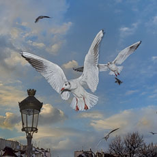 Seagulls flying in front of Notre-Dame Cathedral on île de la Cité.