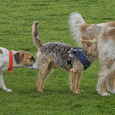 Two dogs licking and sniffing two other dogs’ rear ends in the Tuileries Garden.