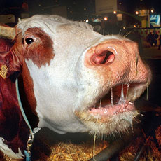 Une vache qui bave au Salon de l’Agriculture à la Porte de Versailles.