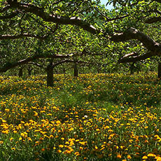 An apple orchard filled with dandelions in Richmond