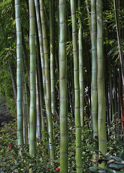 Des bambous aux jardins botaniques Huntington, Californie.