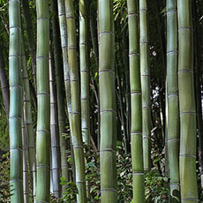 En grove i bambus henne ved den Jagt botanical haver i San Marino California