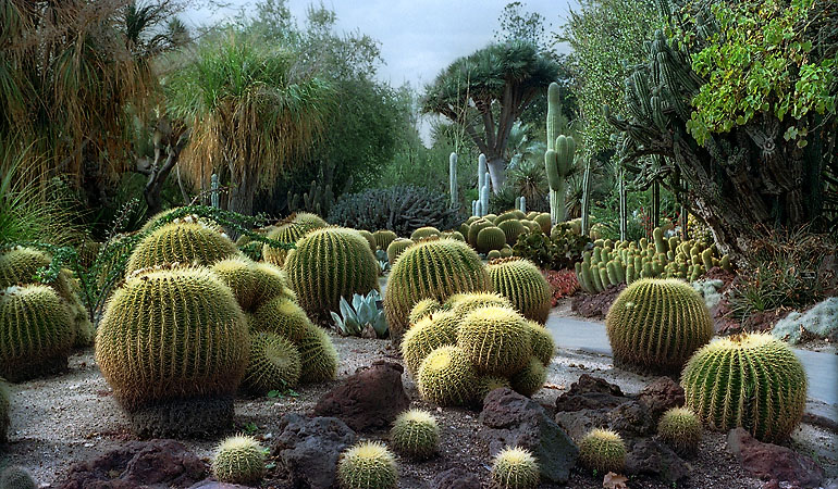 Cactus at the Huntington botanical gardens in San Marino, California.