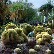 Cactus at the Huntington botanical gardens in San Marino