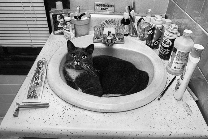 A cat in a bathroom sink in Somerville.