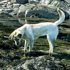 Life in the tidal pools fascinates a golden retriever