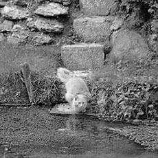 A cat drinking from a stream in Les Andelys.